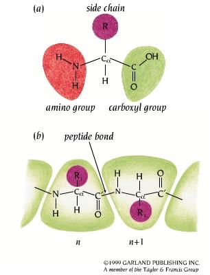 Amino Acids Peptide bond is rigid and planar Each of 20