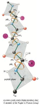 configurations are energetically favored (rotamers)