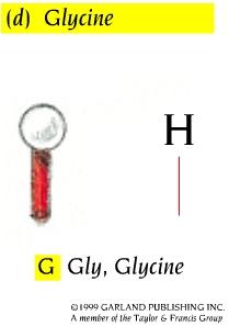 Glycine is smallest amino acid R group = H atom Glycine residues increase backbone flexibility because they have no R group Proline is cyclic Proline residues reduce flexibility of polypeptide chain