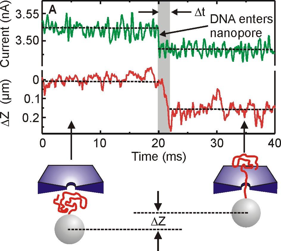Time-Resolved Events Conductance step indicates capture of DNA in nanopore Only when DNA