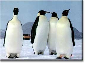 Antarctica s Animals There are many different kinds of animals that are in Antarctica.