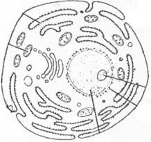 (i) Name the parts (1-5) indicated by guidelines choosing the correct words from the above list. (ii) Mention three parts of the cell which indicate that it is a plant cell.