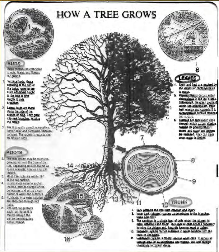 Objectives What are trees cool facts What do trees need How