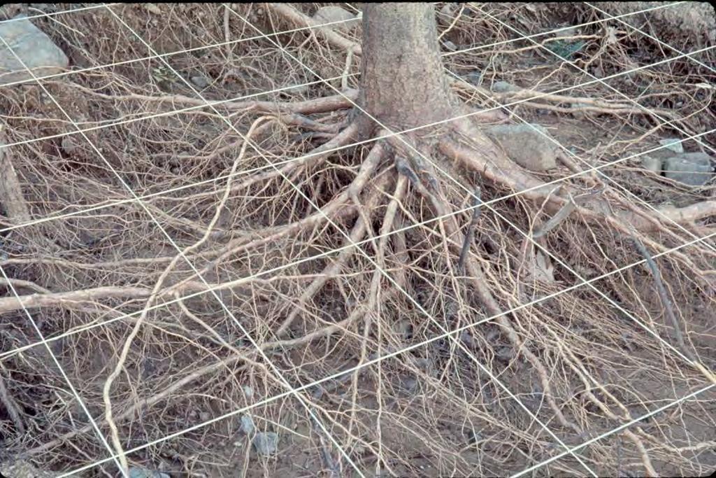 Roots form a dense,