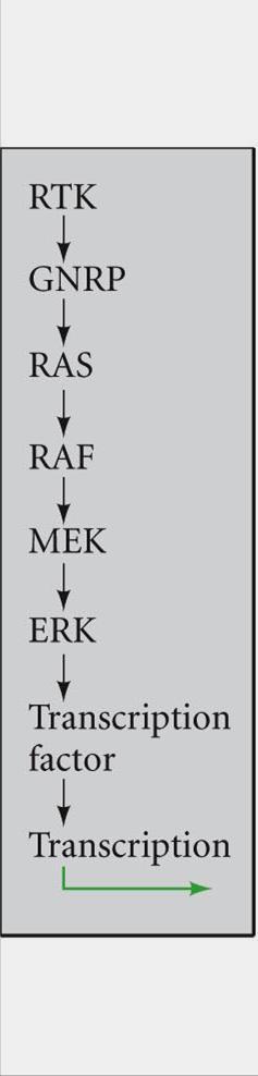 RTK Pathway - Generic 1. Ligand binding 2. RTK dimerized 3. RTK autophosphorylation 4. Adaptor protein binding 5. GNRP binding 6. GNRP activates Ras (G protein) 7. Ras-GDP Ras-GTP (8.