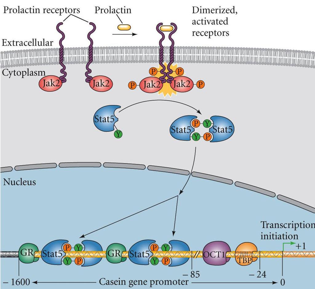 JAK Janus kinase - non-receptor tyrosine kinase STAT Signal Transducers and Activators of
