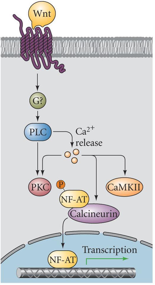Rho: GTPase Rhoassociated kinase b.