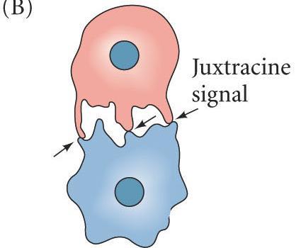 Juxtracrine Signaling Proteins from the inducing cell interact with receptors