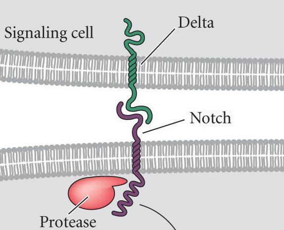 Binding activates proteolytic