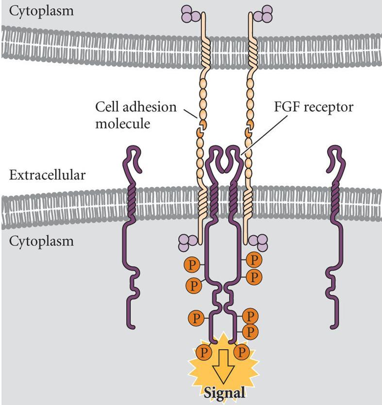non-cellular material between the cells - cell adhesion, migration,