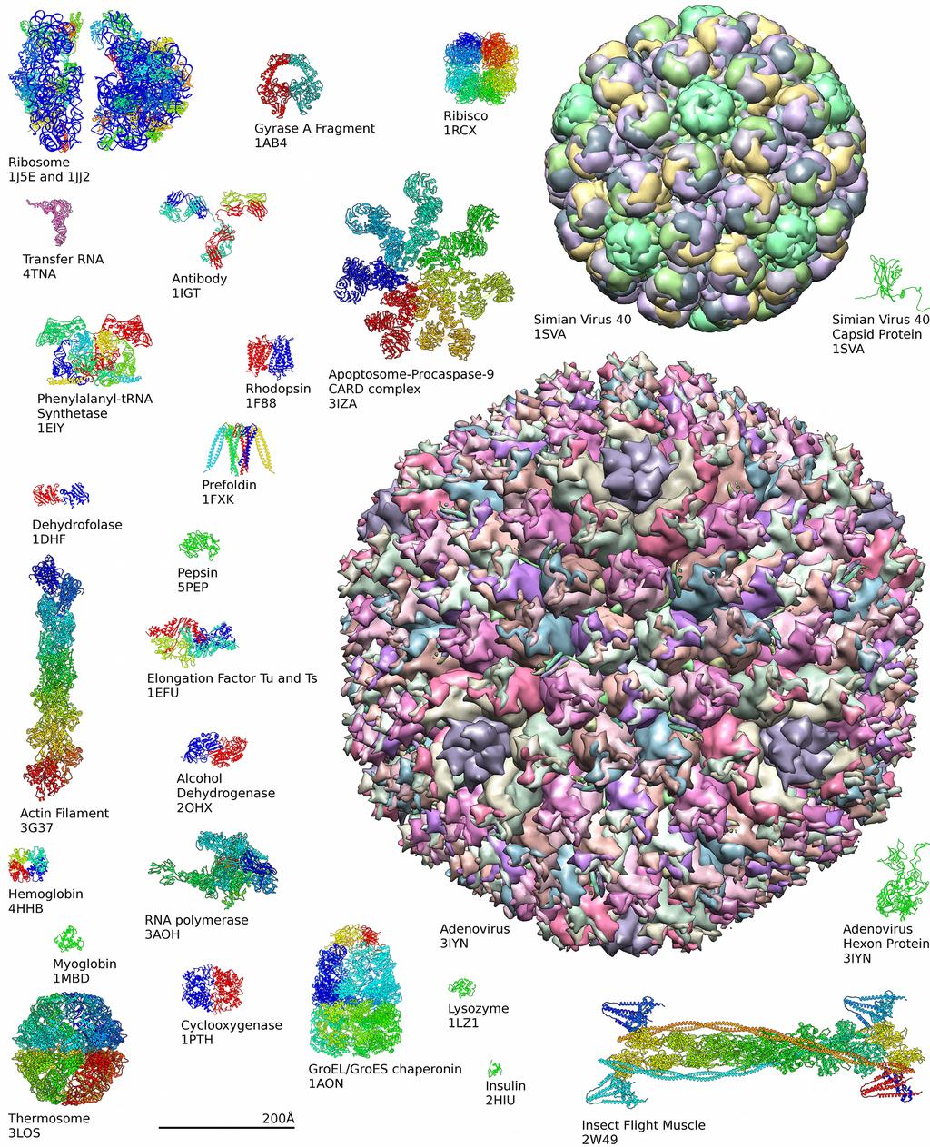 The Protein Data Bank (PDB) Examples of structures from PDB. https://upload.wikimedia.