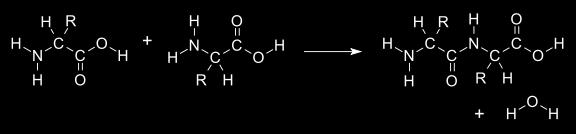 org/wiki/condensation_reaction Elements of the chain are called amino acid residues