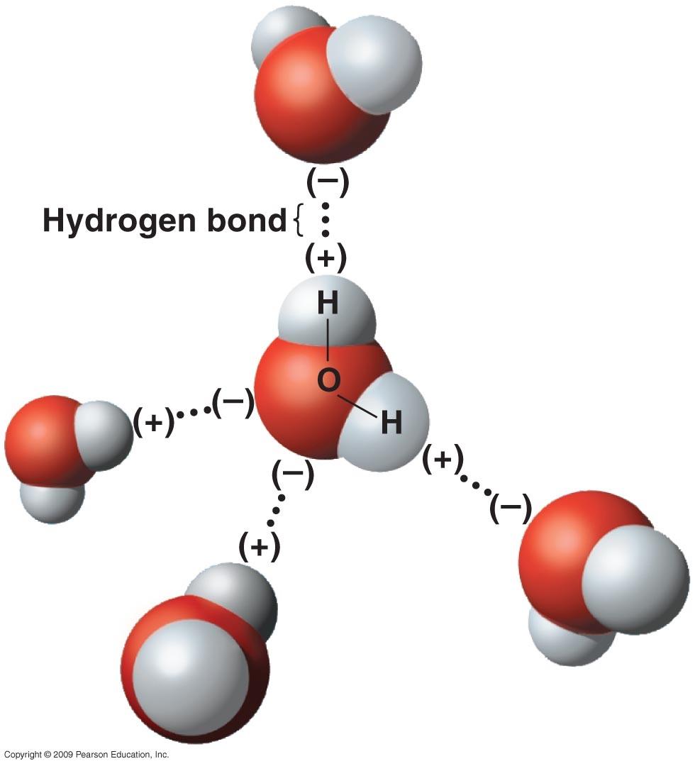 Water molecules form hydrogen bonds Water molecules form extensive hydrogen bonds with one another and with protein atoms The