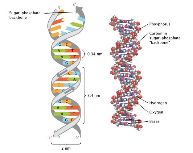 DNA DNA forms one dominant 3D structure: a double helix DNA acts more as information storage than as machinery Long stretches of double helix