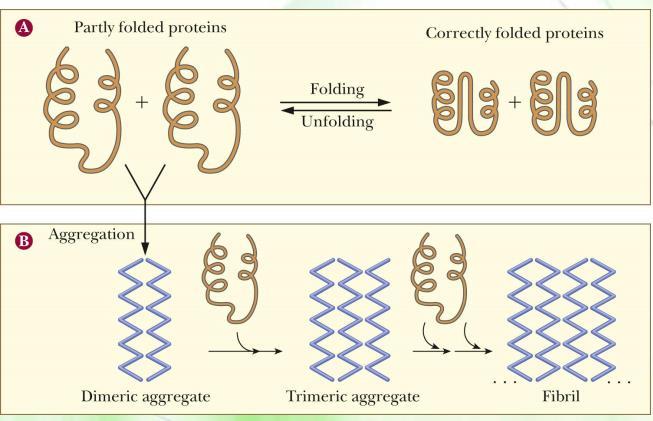 When proteins do not fold correctly, their internal hydrophobic regions become exposed.