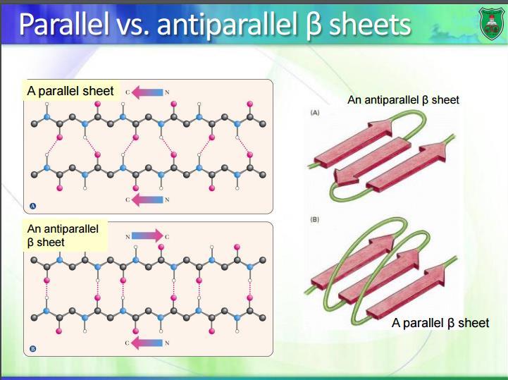 *β sheets can form between many strands, typically 4 or 5 but as many as 10 or more *Such β sheets can be purely antiparallel, purely parallel, or mixed *Valine, threonine and Isoleucine tend to be