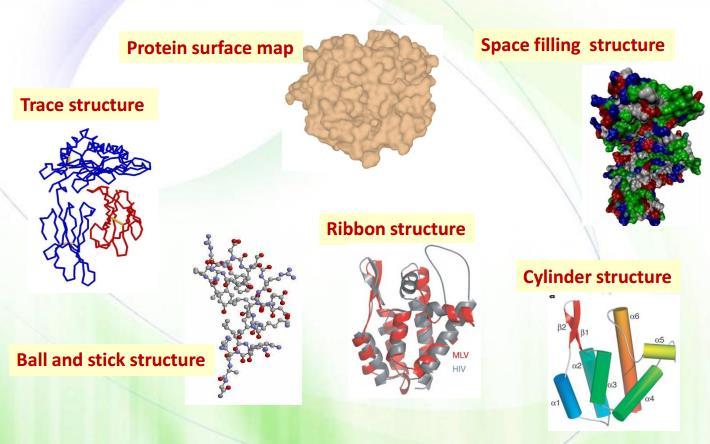 f) Protein surface map : to look at the topography (the outside structure) of the protein. Especially helps to determine the structure of drugs that can bind to the protein.