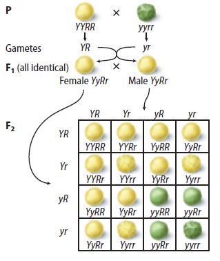 Punnett Squares Punnett square dihybrid cross Four types of alleles from the male gametes and four types of