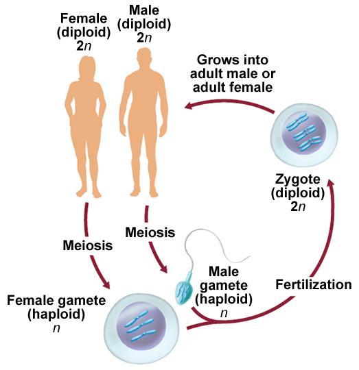 Meiosis I Meiosis is a type of cell division that reduces the number of chromosomes in a cell