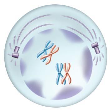 Meiosis I Prophase I Pairing of homologous chromosomes