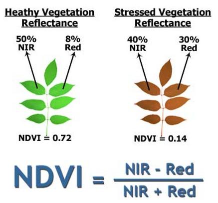 Background: vegetation reflectance & NDVI Plants use (absorb) red and blue wavelengths for photosynthesis -> from visible wavelengths, only green is reflected (= we see plants green) From the entire