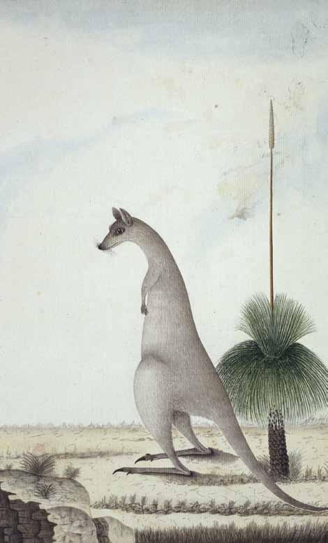 The First Fleet Macropus giganteus, eastern gray kangaroo and Xanthorrhoea sp.