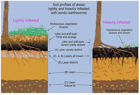 LUVISOL EFFECT OF EARTHWORMS ON SOIL FORMATION Bt Ap Ae well to imperfectly drained soils,