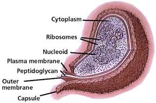 The protoplasm or cytoplasm is the dense gelatinous solution within the cell membrane that is the primary site for