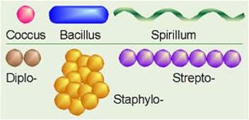 Shapes and arrangements of bacteria There are six common shapes of bacteria: coccus, bacillus, coccobacillus, vibrio, spirochete,