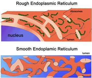 Endoplasmic Reticulum Structure membranous system of tunnels and sacs Rough with ribosomes on