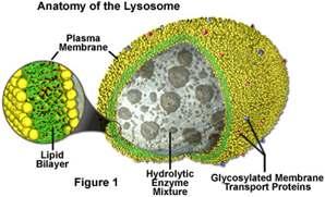 Lysosomes Structure membrane bound sac
