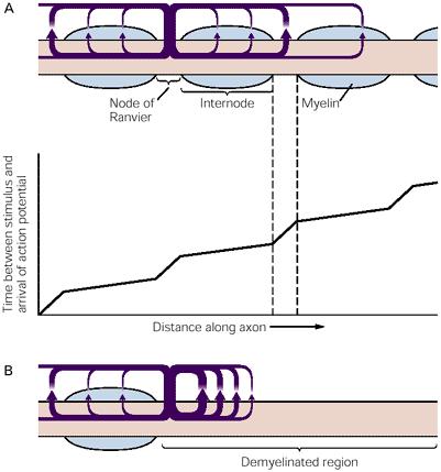 Figure 8-8 Action potentials in myelinated nerves are regenerated at the nodes of Ranvier. A. In the axon capacitive and ionic membrane current densities (membrane current per unit area of membrane) are much higher at the nodes of Ranvier than in the internodal regions.