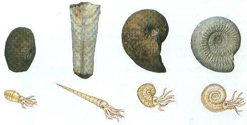Suggested that modern organisms have relationship to fossil forms 3.