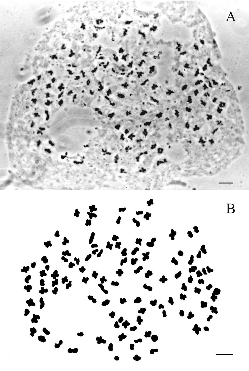 362 PERUZZI, CESCA and PUNTILLO Fig. 3 Chromosomes of Ophioglossum lusitanicum L. showing n = 120 bivalents (A); and relative drawing (B). Scale bars 5µm. Fig. 4 Metaphasic plate from root tips of Botrychium lunaria, 2n = 90 (A); and relative drawing (B).