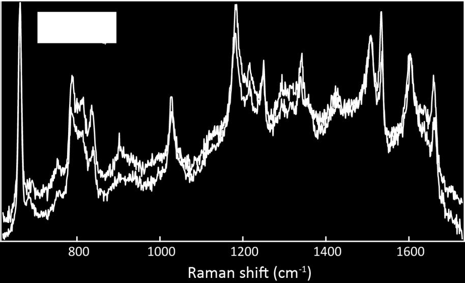 In the CB[n]-AuNPs aggregate system adding an excess of NaSO 2 gives a shift in the Raman spectrum upon illumination, from the 2+ to 0 redox state of VI.