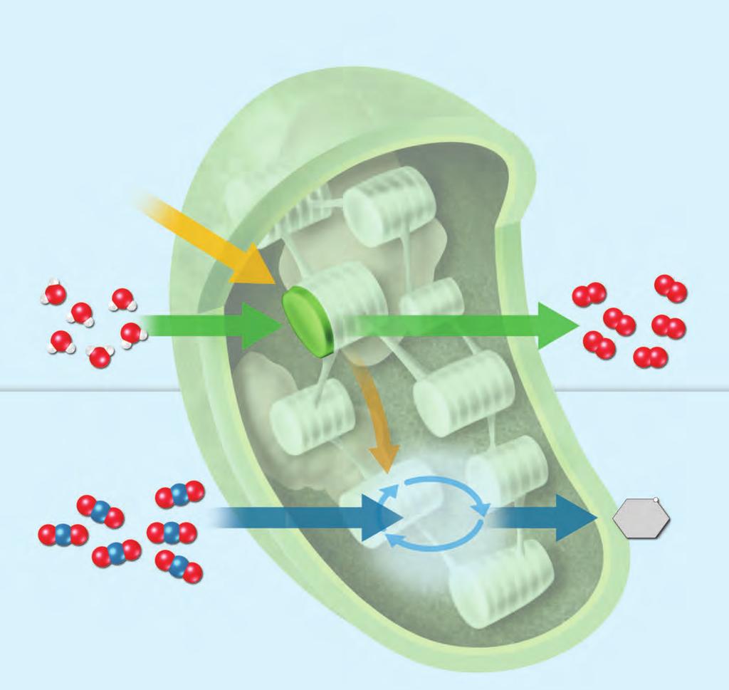 MAIN IDEA Photosynthesis in plants occurs in chloroplasts. Chloroplasts are the membrane-bound organelles where photosynthesis takes place in plants.