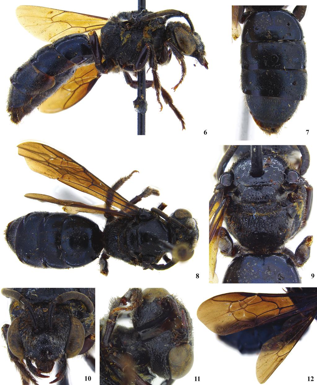 Callosphecodes, a little-known bee (Hymenoptera, Halictidae, Sphecodes) 65 Figure 6 12.