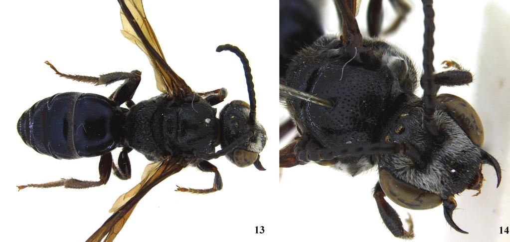 66 Claus Rasmussen & Charles D. Michener / ZooKeys 127: 61 68 (2011) Figure 13 14. Male of Sphecodes manskii: 13 dorsal habitus; 14 dorsolateral aspect of head and pronotum.