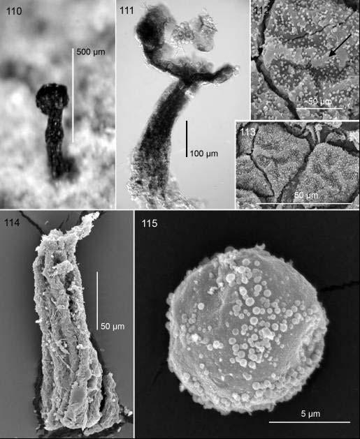 Fungal Diversity Figs. 110-115. Licea verrucospora (NENB 13.877 as L. scyphoides var. reticulata). 110. Habit. 111. Dehisced sporocarp by TL. 112.