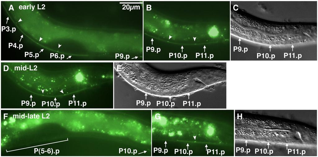 422 H. Yu et al. / Developmental Biology 327 (2009) 419 432 Fig. 2. P9.p fusion with hyp7 during the mid-to-late L2. In all panels showing GFP fluorescence, an unfused Pn.