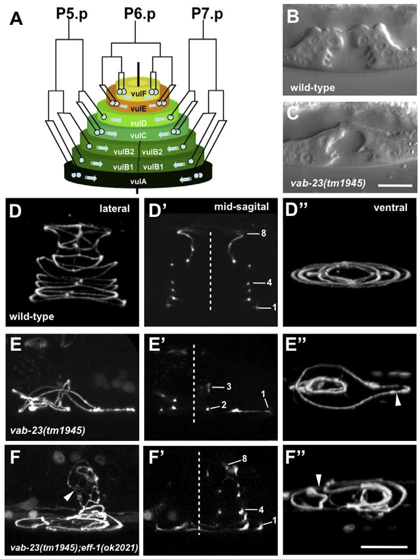 4650 RESEARCH ARTICLE Development 138 (21) Fig. 1. VAB-23 regulates toroid formation and blocks cell fusion during morphogenesis in C. elegans. (A) A stack of seven concentric toroids forms the vulva.
