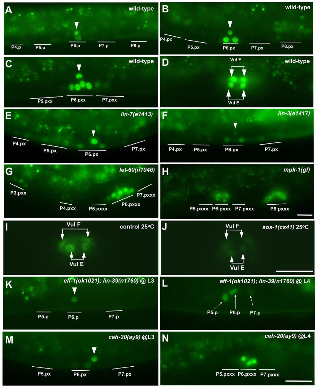 Development 138 (21) Fig. 6. VAB-23::GFP expression pattern and its regulation by EGFR/RAS/MAPK and LIN-39. (A-D) VAB-23::GFP expression in wild-type larvae from the Pn.p to the Pn.pxxx stages.