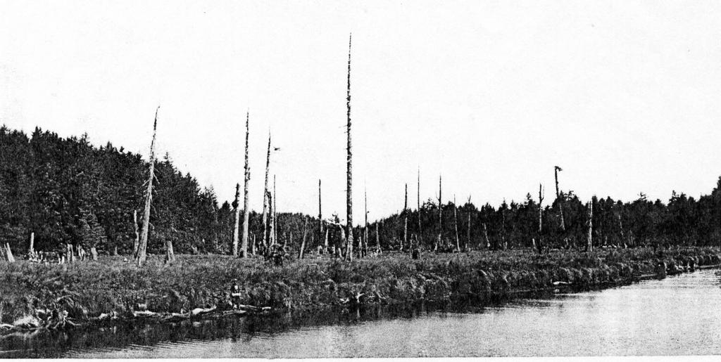 18. Look at the photo from Washington State Earthquake Hazards; it is of a ghost forest near a tidal flat in Willapa Bay. All of the dead trees died at the same time about 300 years ago.