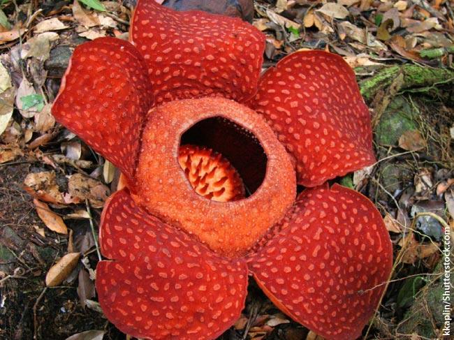 The Rafflesia arnoldii has the biggest flower in the world. This rare plant grows on vines that cross the forest floor. It is found in the rainforests of Borneo and Sumatra.