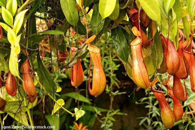 No tropical rainforest plants list would be complete without a carnivorous plant!