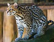 The ocelot, also known as the dwarf leopard,