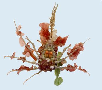 This habit gives the seaweed decorator crab its common name.