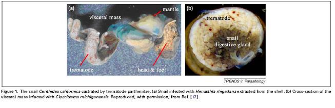 isopod and barnacle parasites of