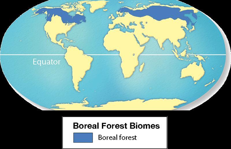 Taiga/Boreal Forest Biomes Winters are cold and very snowy Summers are