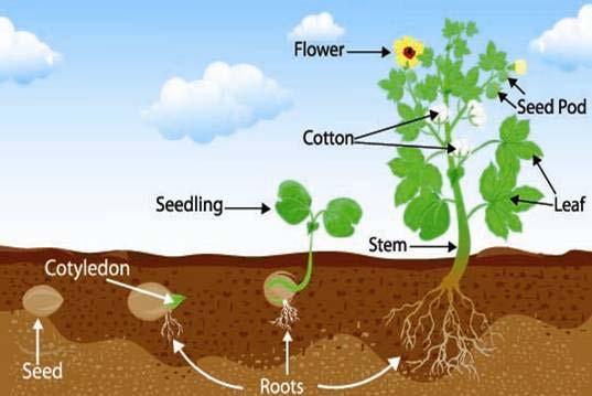 2. Life Cycles Define sharp separation between plants and animals in regards to reproduction and age 3. Life Cycle of Plants 4.